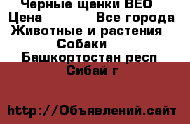 Черные щенки ВЕО › Цена ­ 5 000 - Все города Животные и растения » Собаки   . Башкортостан респ.,Сибай г.